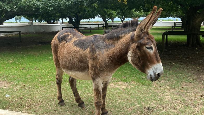 Donkey