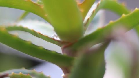 Aloe